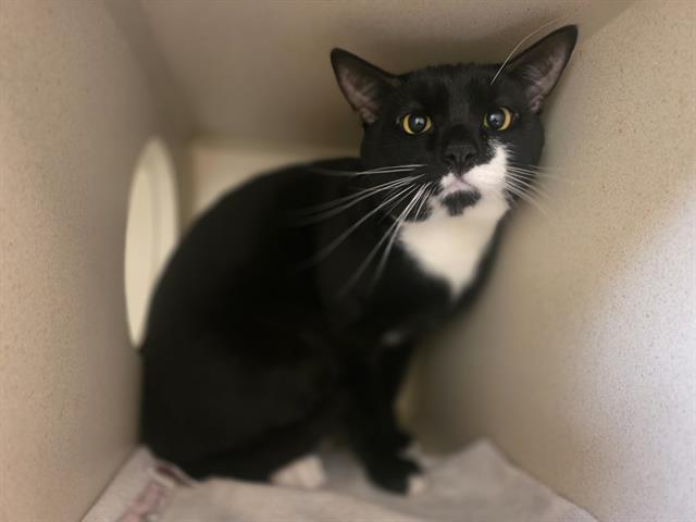 OCEAN, Adoptable, Young Male Domestic Short Hair.