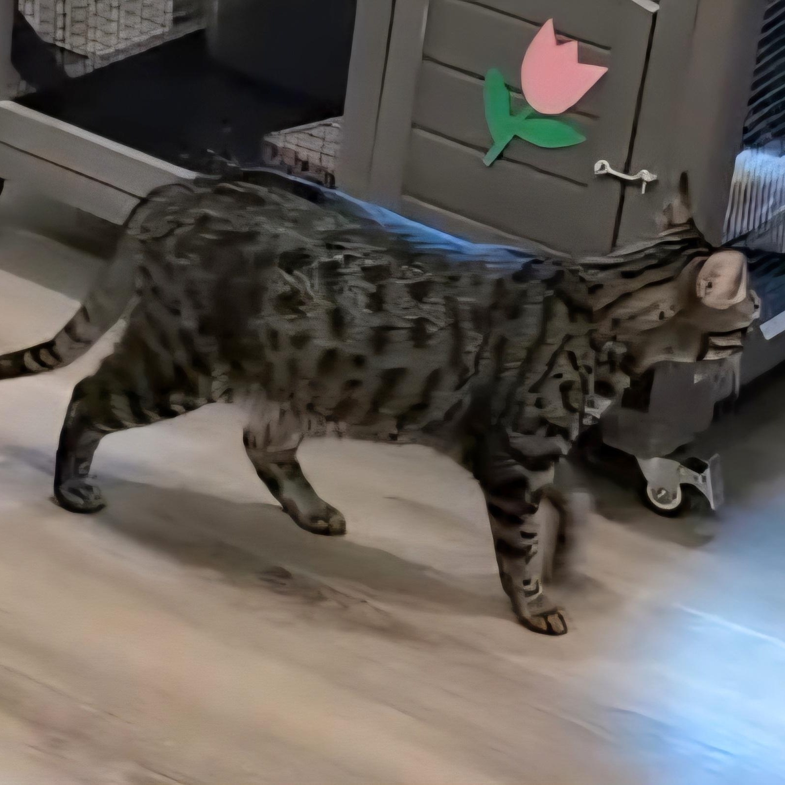 Jenna, a Adoptable mixed breed in South Park, PA image 3/4