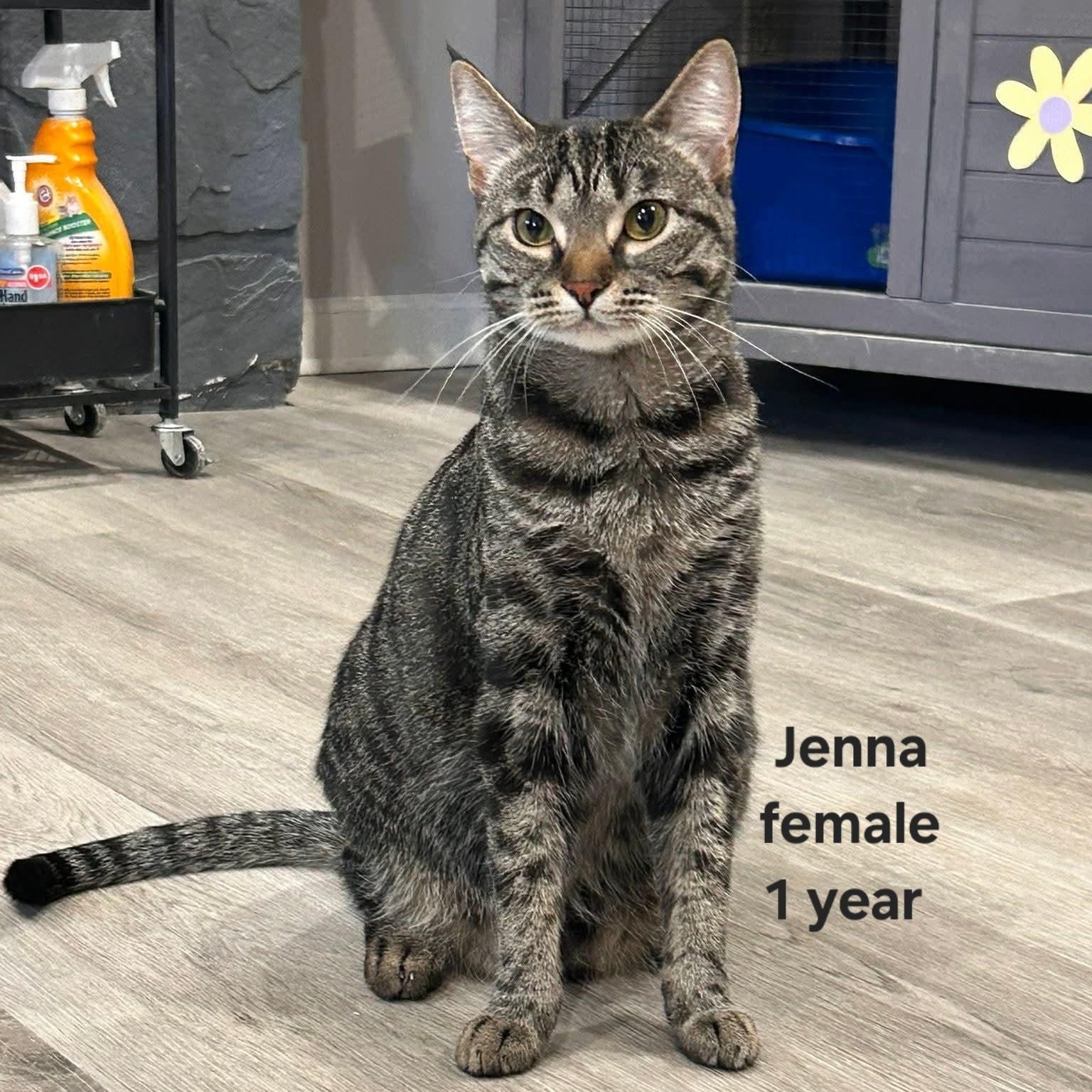 Jenna, Adoptable, Young Female Tabby.
