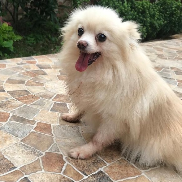 Enlarge Ms. Happily Bubbly Angel, a Adoptable Pomeranian in Vaudreuil-Dorion, QC image 3/5