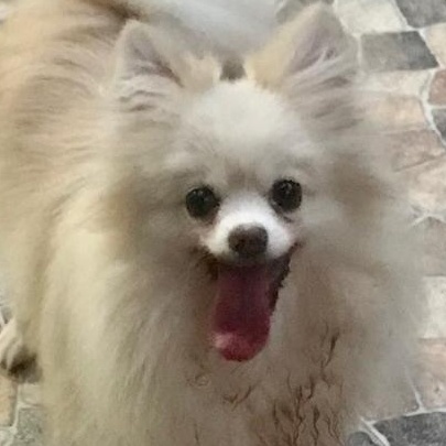 Enlarge Ms. Happily Bubbly Angel, a Adoptable Pomeranian in Vaudreuil-Dorion, QC image 1/5