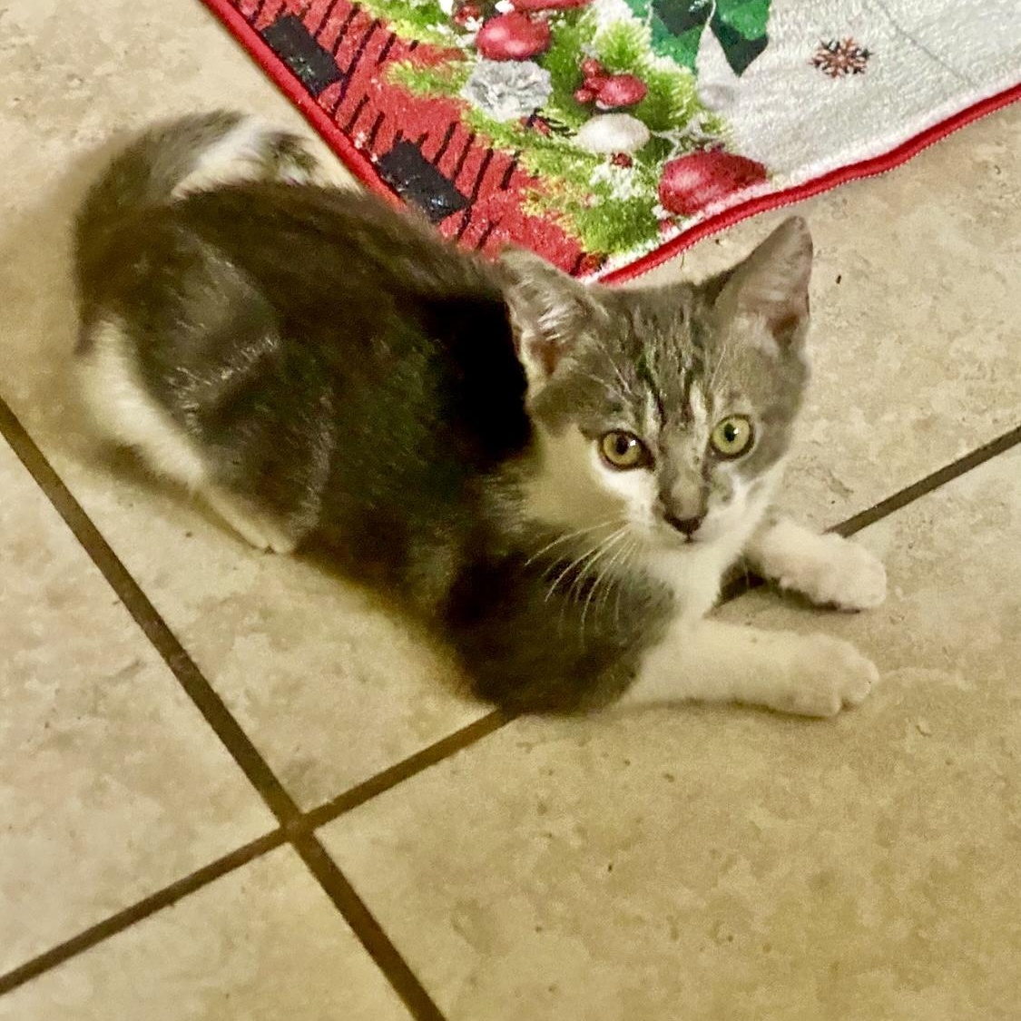 Enlarge Stormi Skies , an adopted mixed breed in Bangor , ME image 3/6