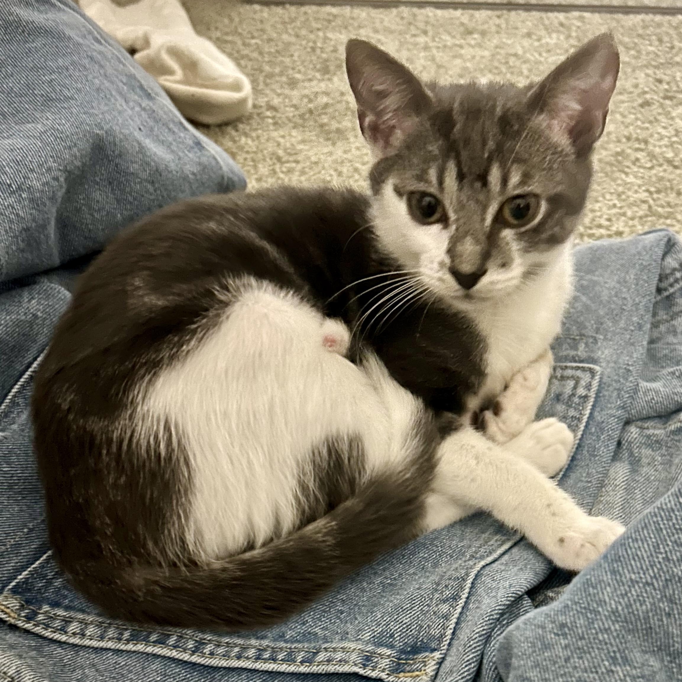 Enlarge Stormi Skies , an adopted mixed breed in Bangor , ME image 5/6