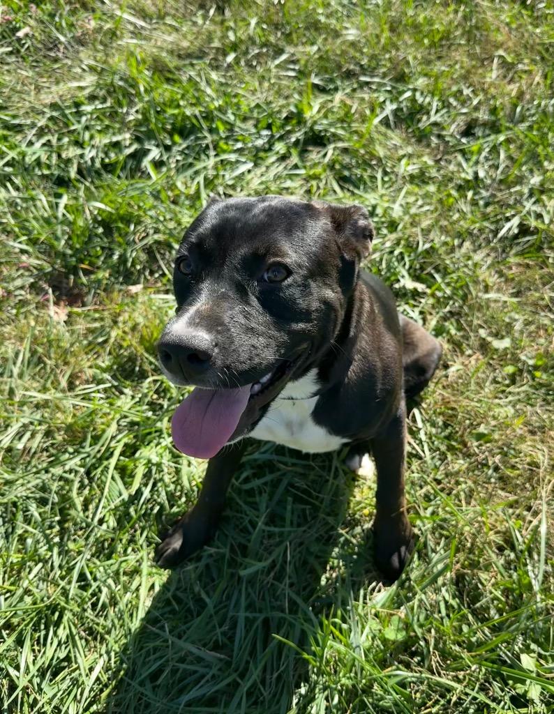 Minnie, Adoptable, Young Female Terrier & Husky.