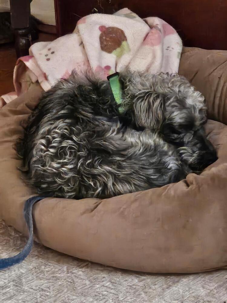 Enlarge Luka, a Adoptable Schnauzer in Willingboro, NJ image 1/2