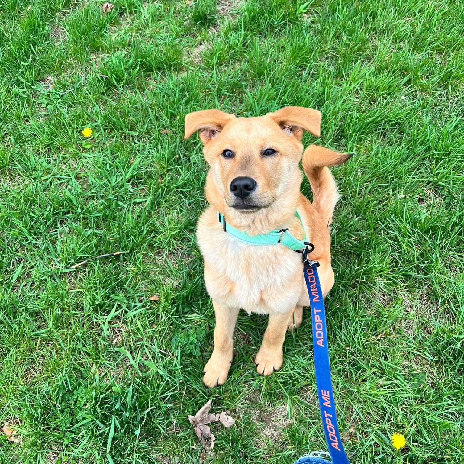 Enlarge Michelangelo "Mikey, a Adoptable mixed breed in Archbold , OH image 5/5