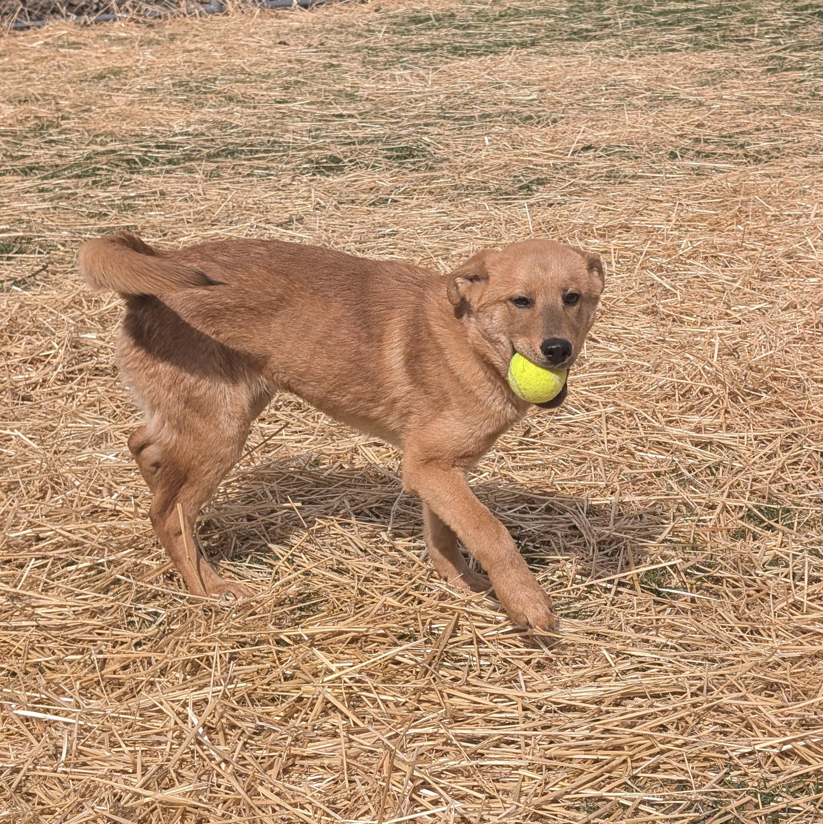 Enlarge Michelangelo "Mikey, a Adoptable mixed breed in Archbold , OH image 2/5