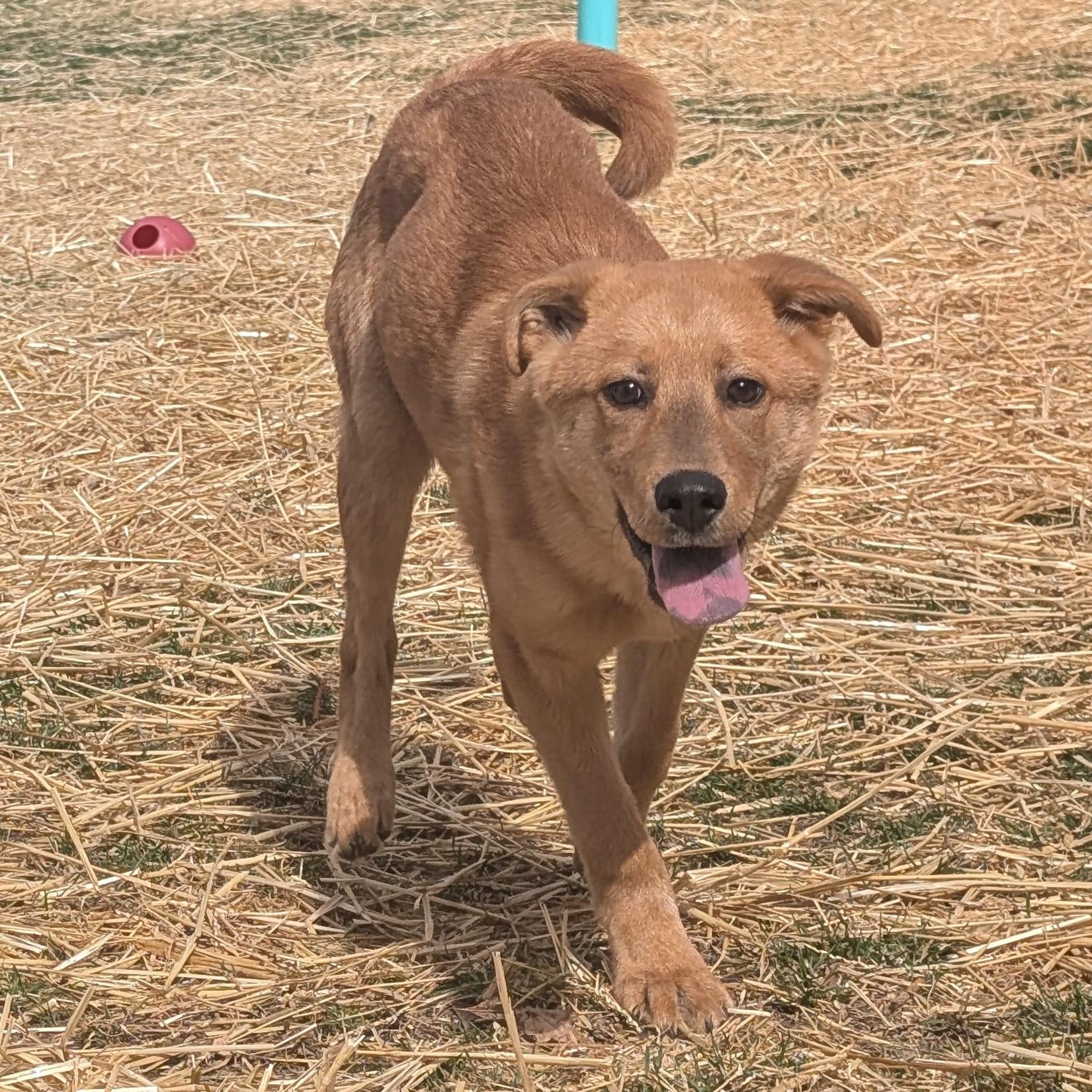 Enlarge Michelangelo "Mikey, a Adoptable mixed breed in Archbold , OH image 3/5