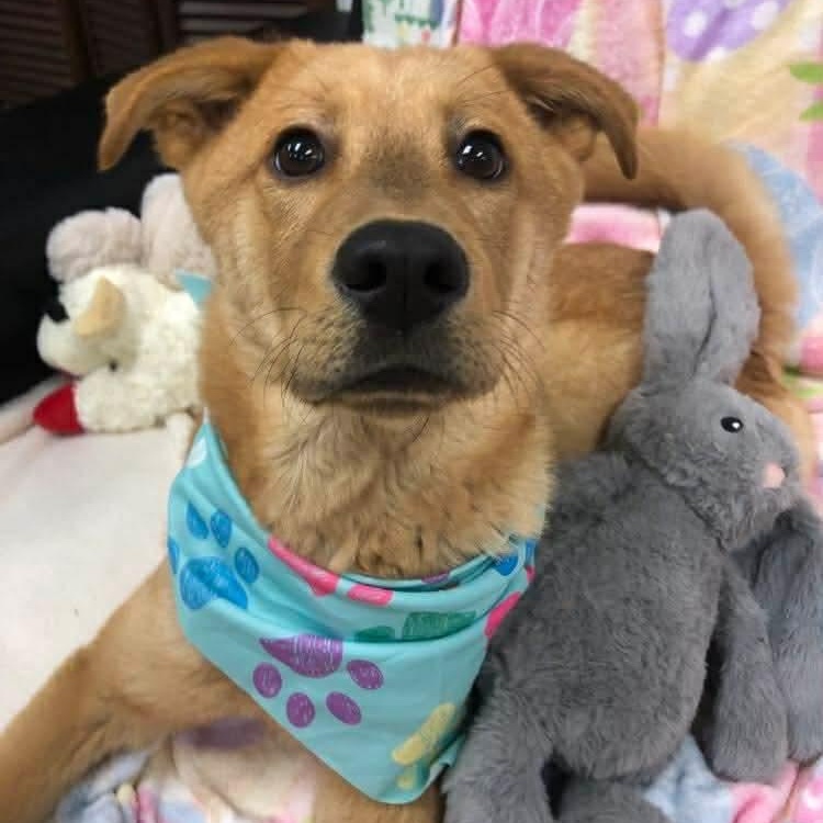 Michelangelo "Mikey, Adoptable, Puppy Male Golden Retriever & Labrador Retriever.
