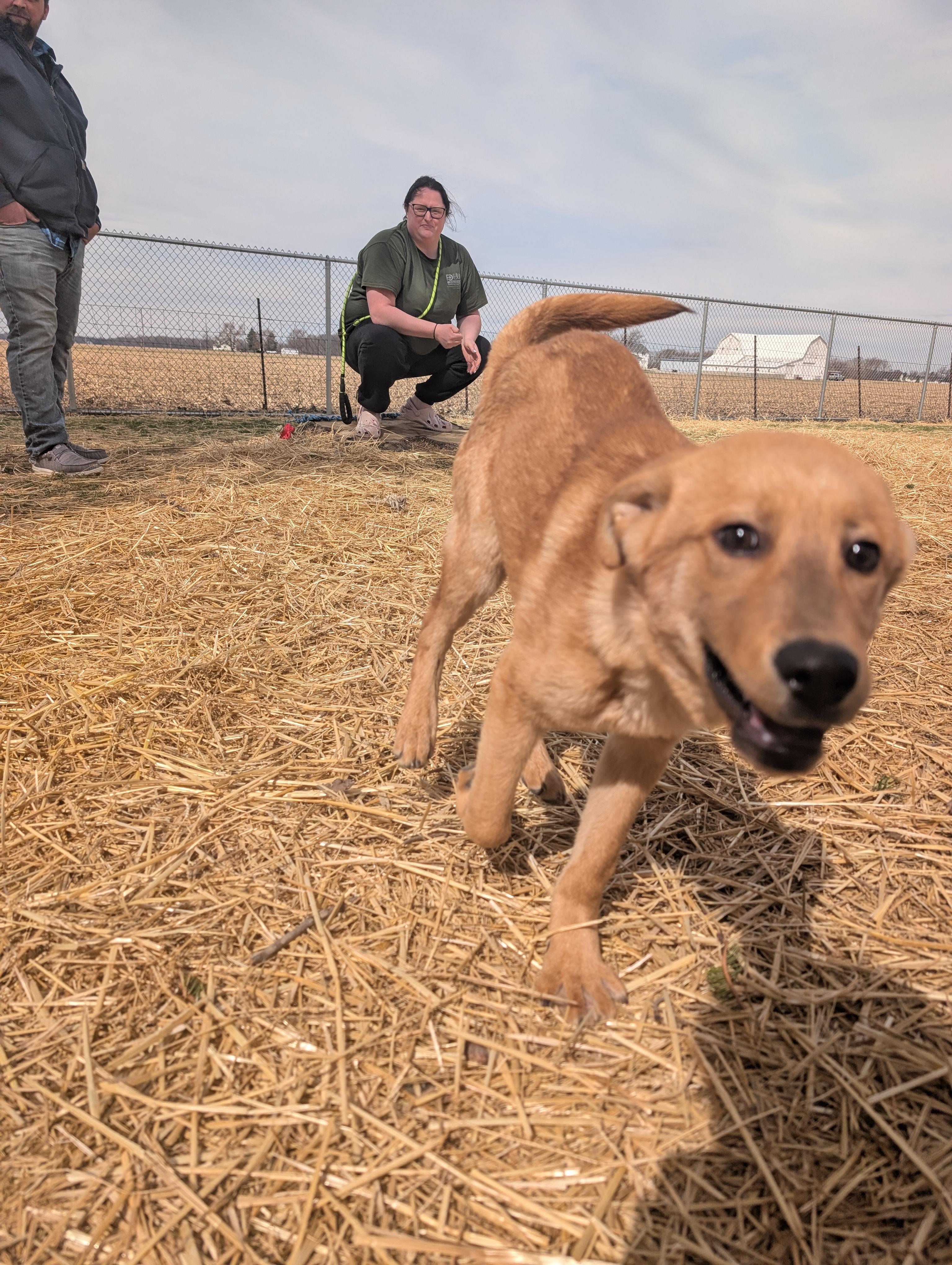 Enlarge Michelangelo "Mikey, a Adoptable mixed breed in Archbold , OH image 4/5