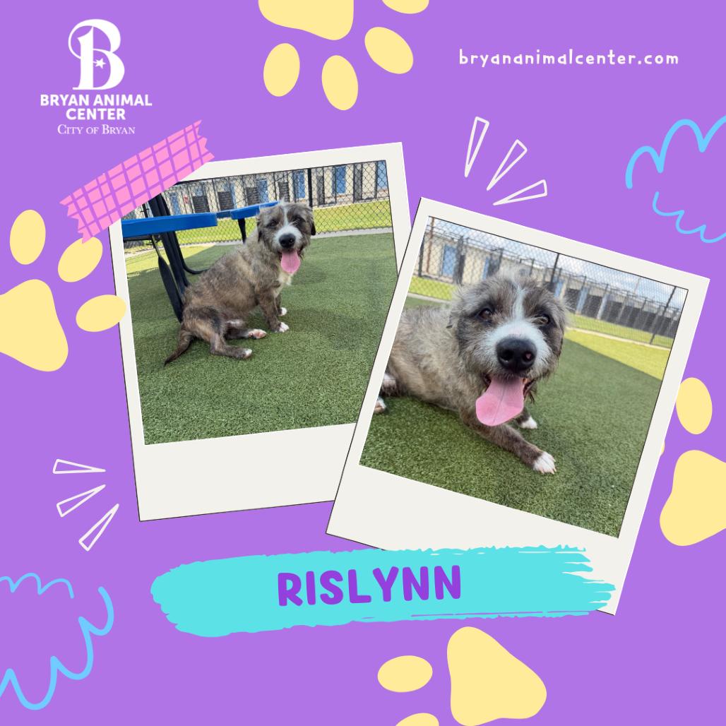 Enlarge Rislynn, a Adoptable mixed breed in Bryan, TX image 1/6