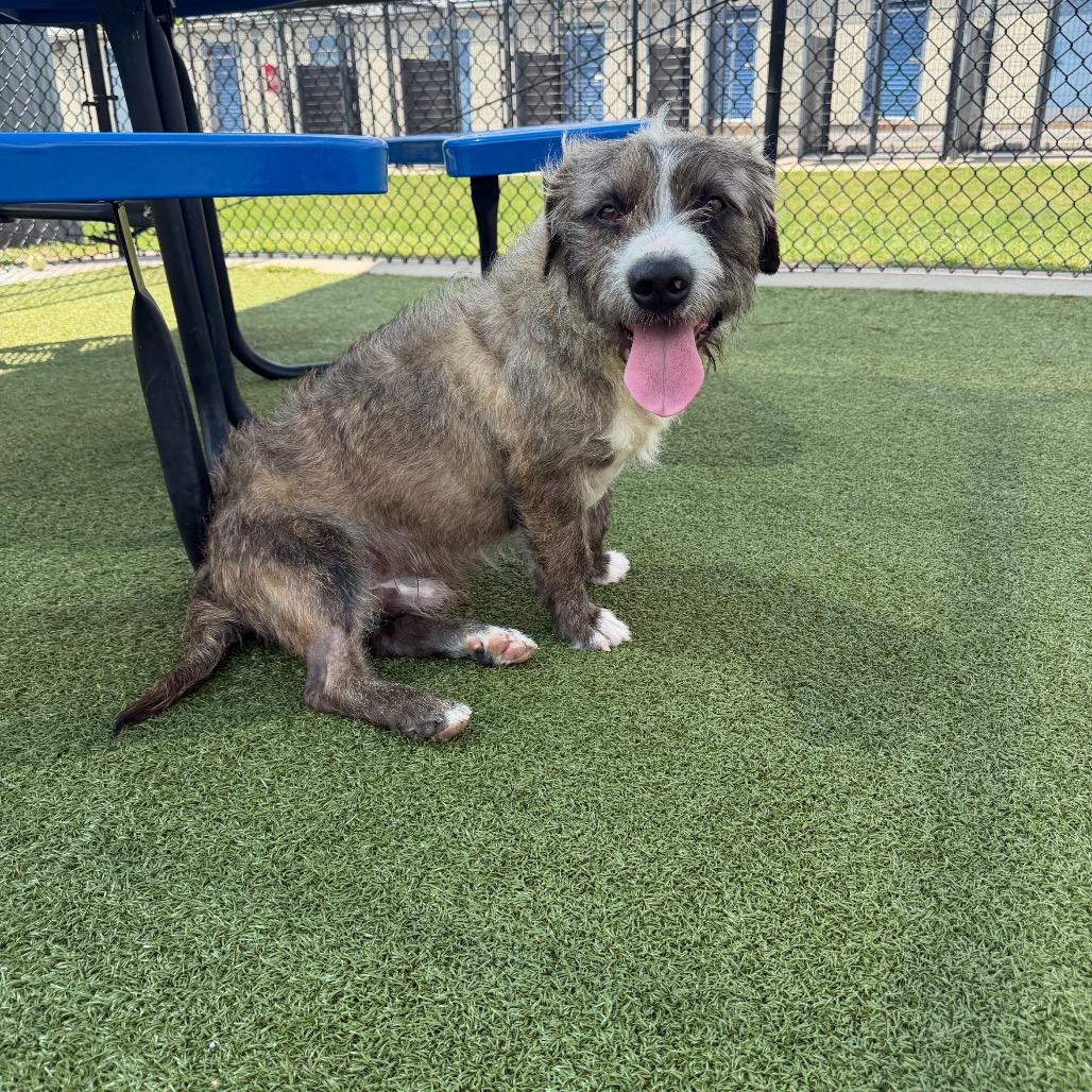 Enlarge Rislynn, a Adoptable mixed breed in Bryan, TX image 2/6