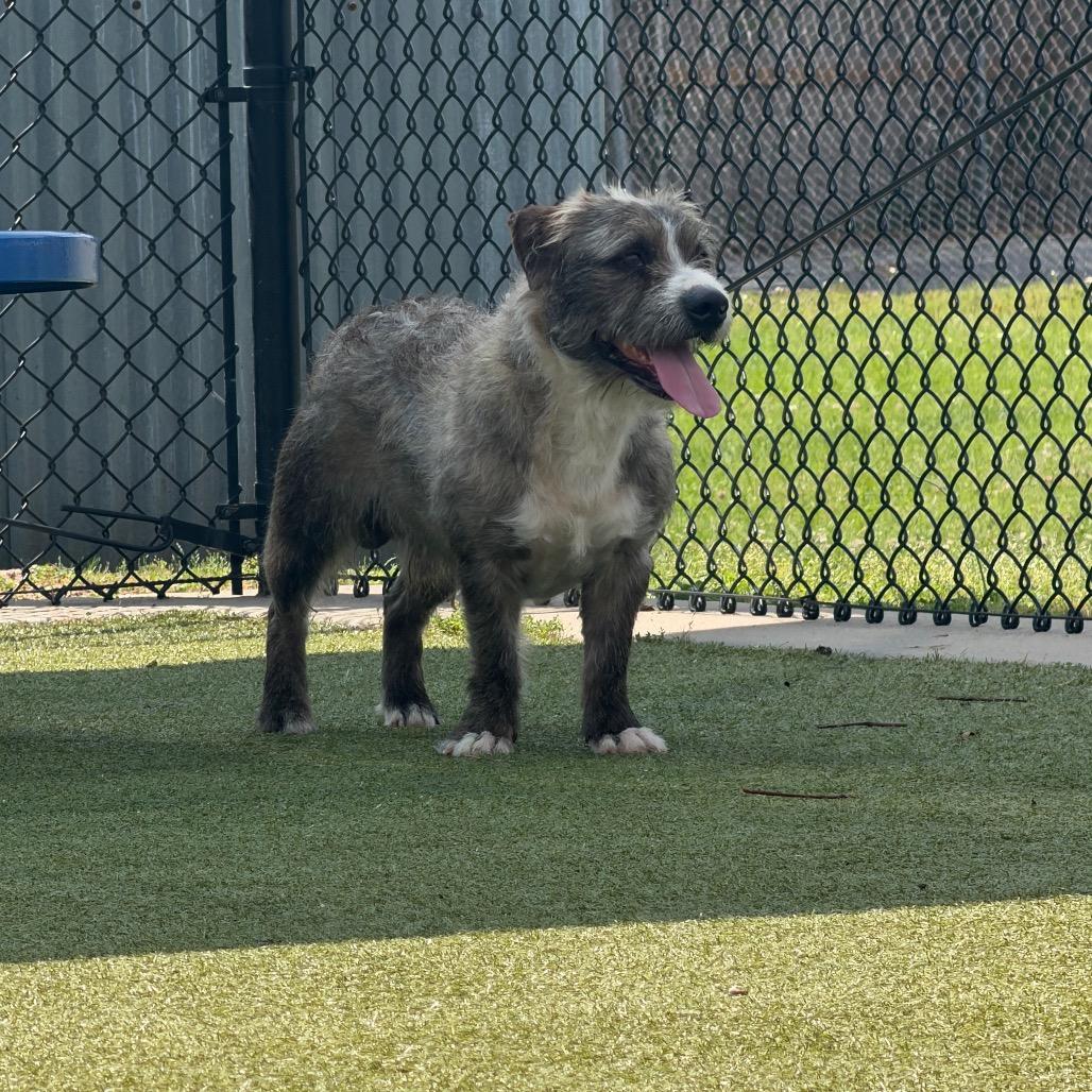 Enlarge Rislynn, a Adoptable mixed breed in Bryan, TX image 3/6