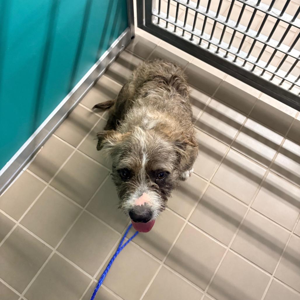 Rislynn, Adoptable, Adult Male Wirehaired Terrier.
