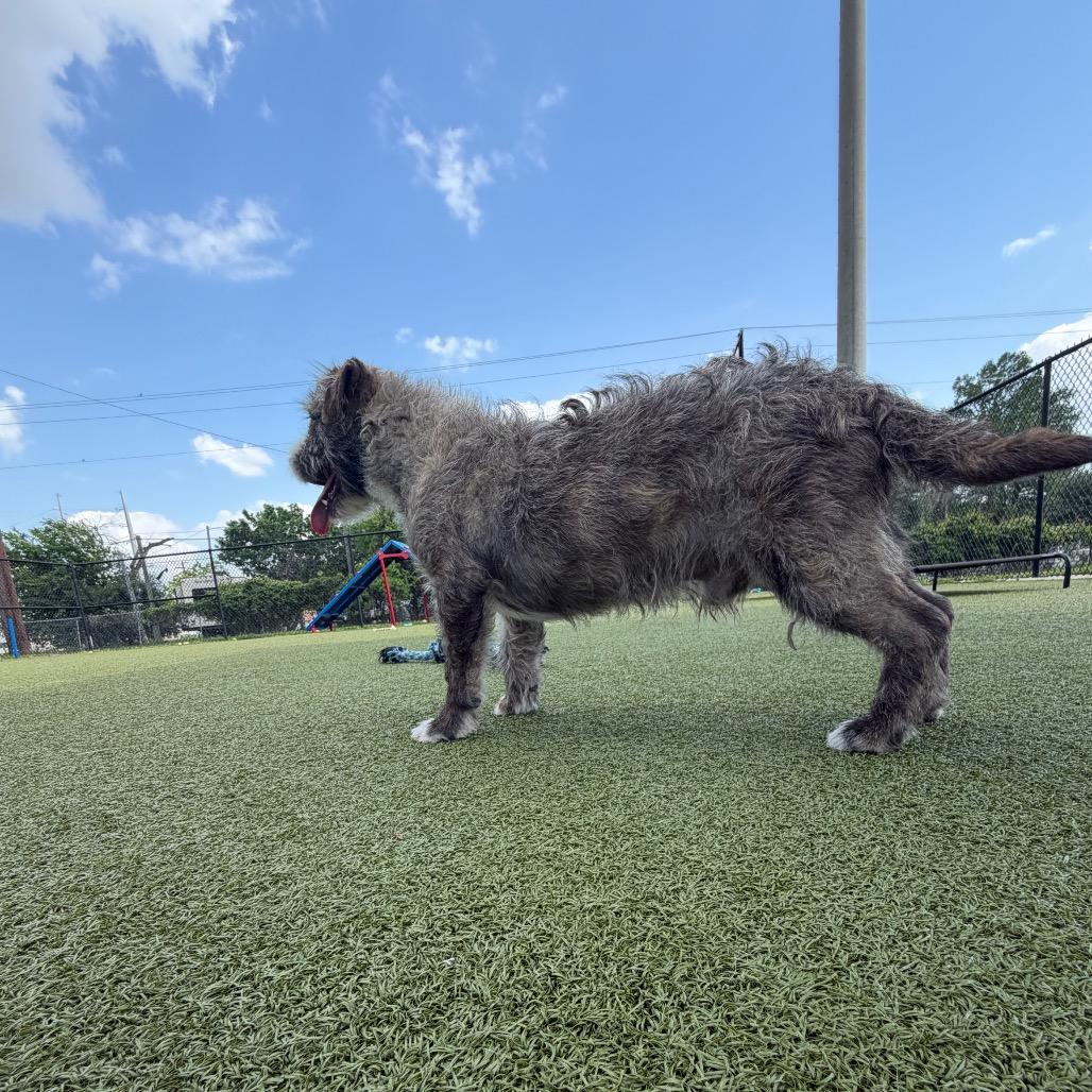 Enlarge Rislynn, a Adoptable mixed breed in Bryan, TX image 4/6