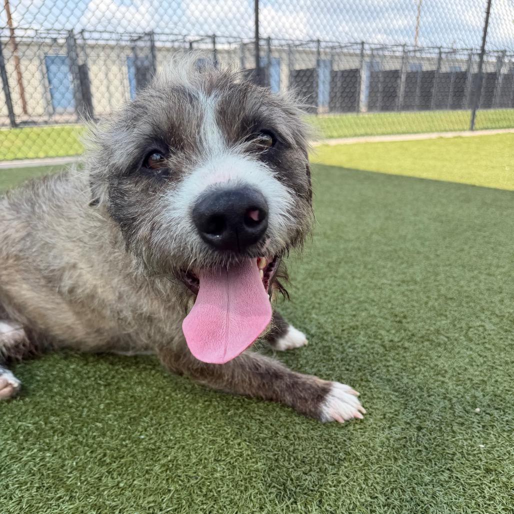 Enlarge Rislynn, a Adoptable mixed breed in Bryan, TX image 5/6