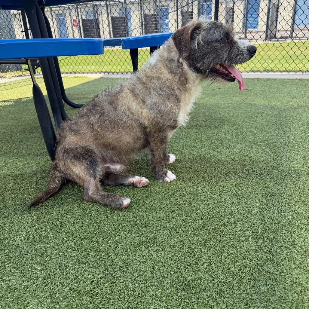 Enlarge Rislynn, a Adoptable mixed breed in Bryan, TX image 6/6