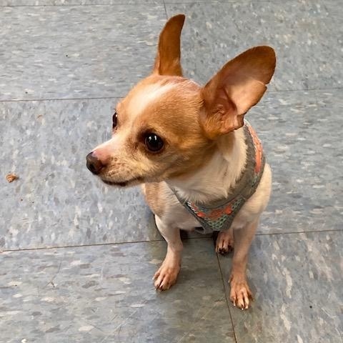Enlarge Kepler, a ADOPTABLE Chihuahua in Turners Falls, MA image 5/5