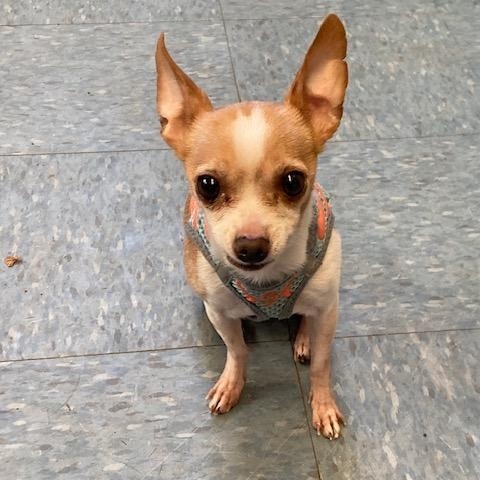 Enlarge Kepler, a ADOPTABLE Chihuahua in Turners Falls, MA image 4/5