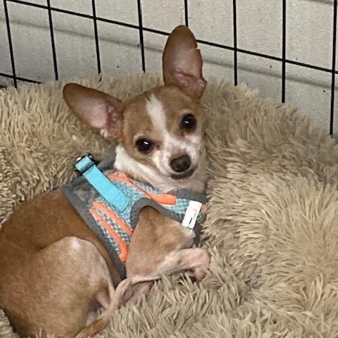Kepler, ADOPTABLE, Adult Male Chihuahua.