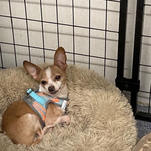 Enlarge Kepler, a ADOPTABLE Chihuahua in Turners Falls, MA image 3/5