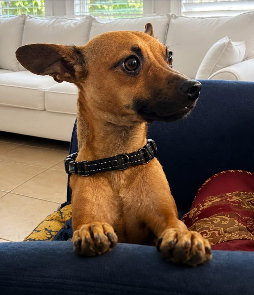 Bandit, Adopted, Young Male Jack Russell Terrier.