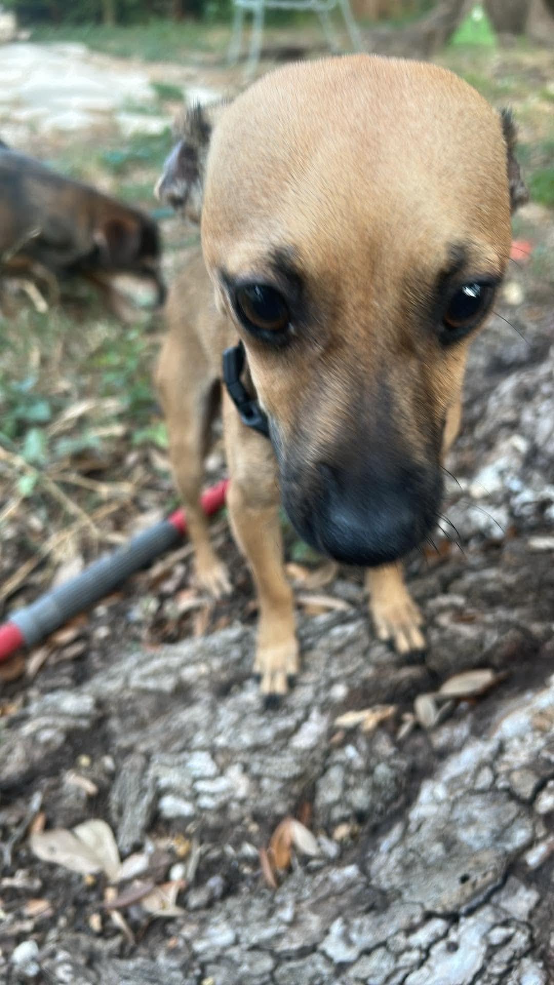 Enlarge Bandit, a Adopted mixed breed in Boston, MA image 4/4