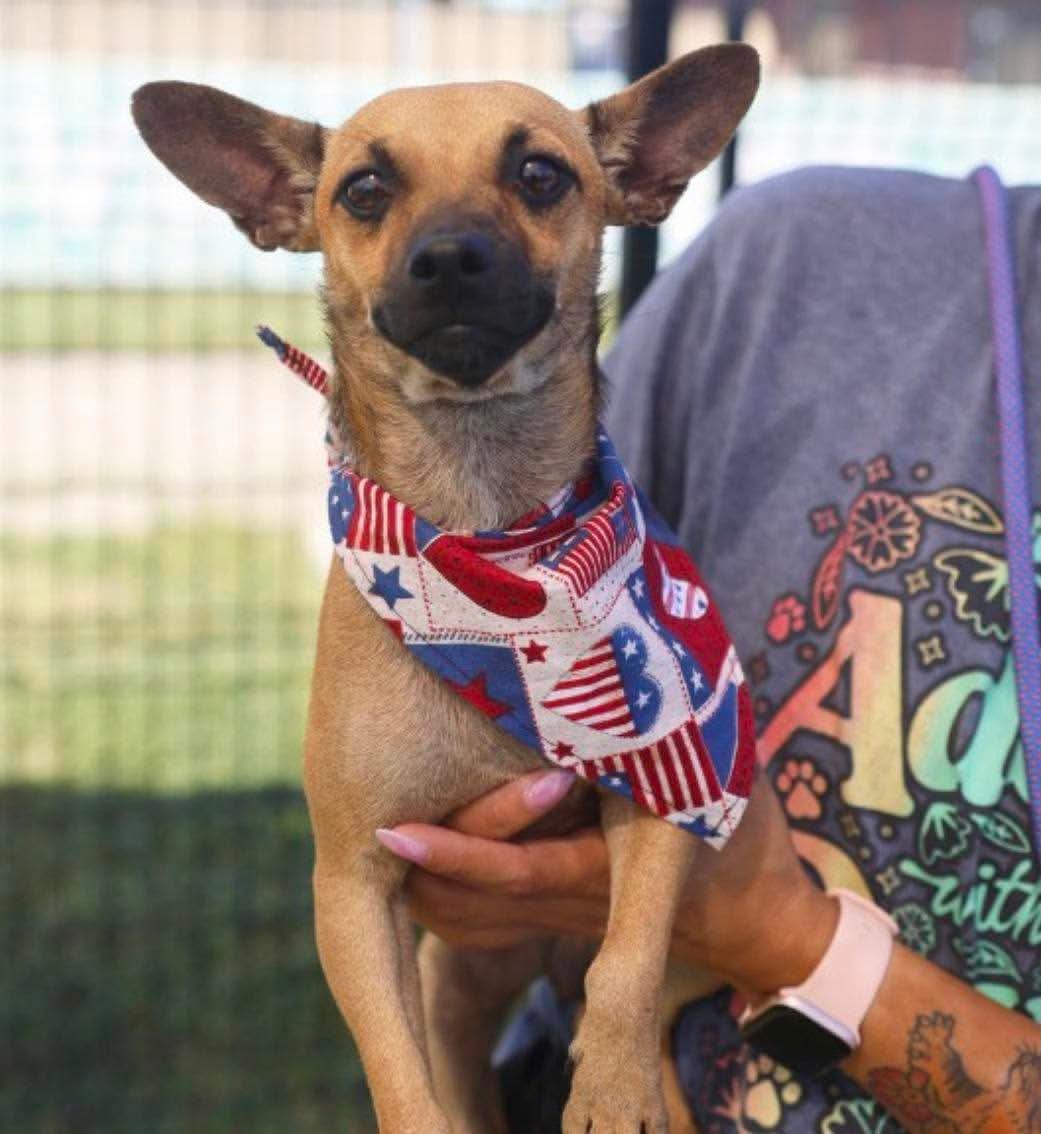 Enlarge Bandit, a Adopted mixed breed in Boston, MA image 2/4