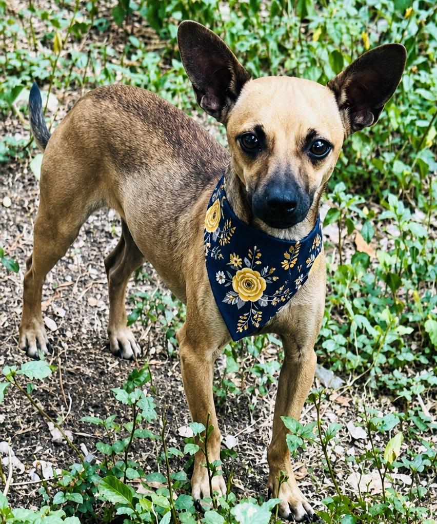 Enlarge Bandit, a Adopted mixed breed in Boston, MA image 3/4