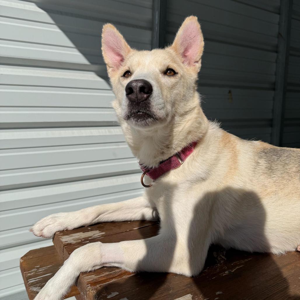 Anastasia, a Adoptable Mixed Breed in Enfield, NH image 1/6