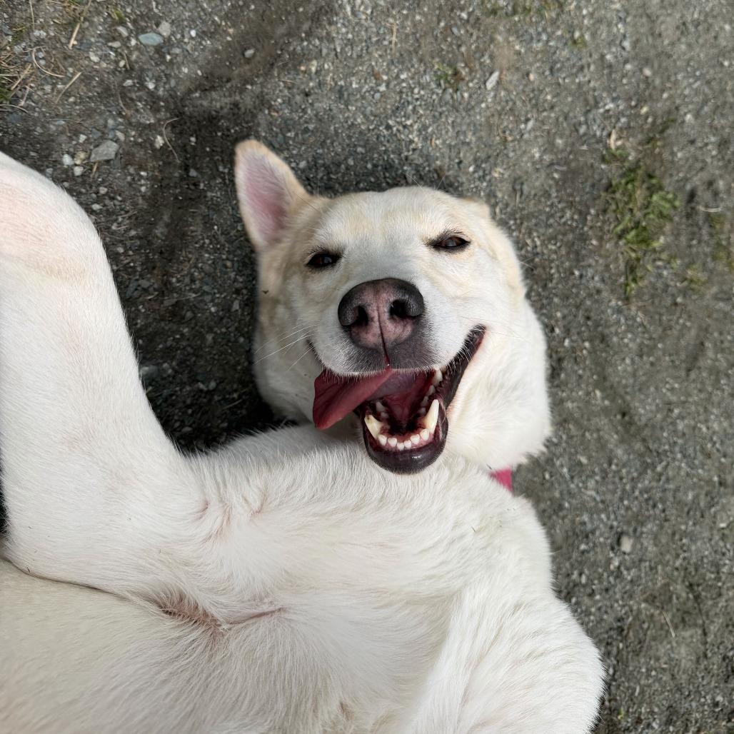 Anastasia, a Adoptable Mixed Breed in Enfield, NH image 2/6