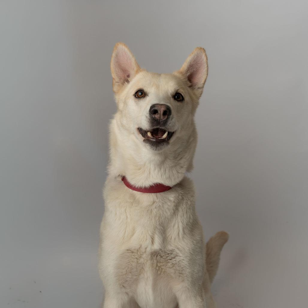 Anastasia, a Adoptable Mixed Breed in Enfield, NH image 3/6
