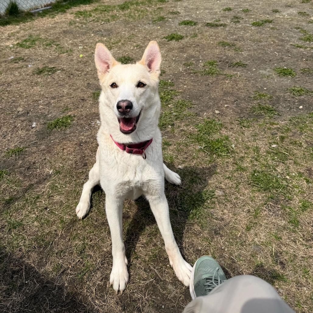 Anastasia, a Adoptable Mixed Breed in Enfield, NH image 4/6