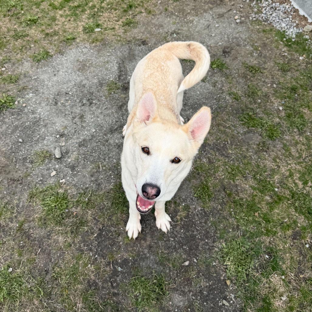 Anastasia, a Adoptable Mixed Breed in Enfield, NH image 5/6