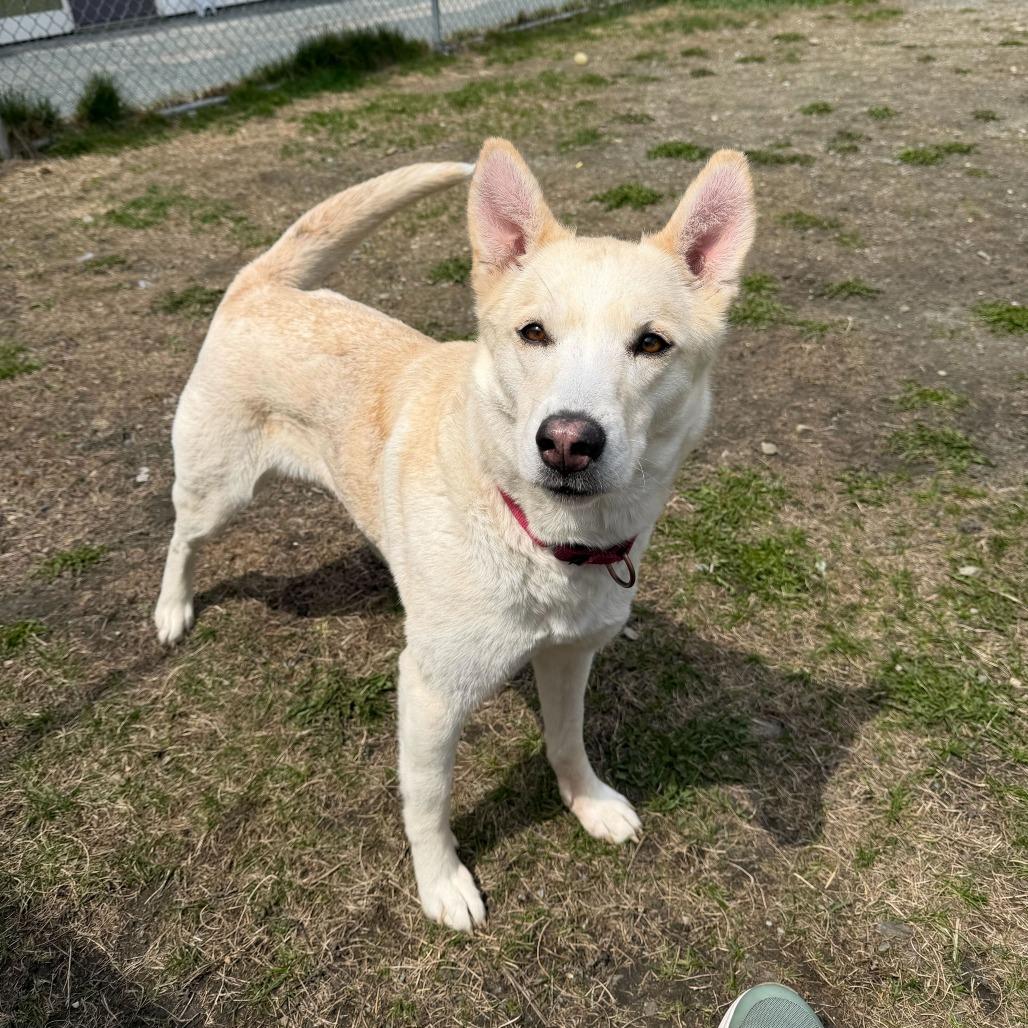 Anastasia, a Adoptable Mixed Breed in Enfield, NH image 6/6