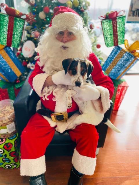 Enlarge Prancer, a Adopted mixed breed in West Bloomfield, MI image 1/3