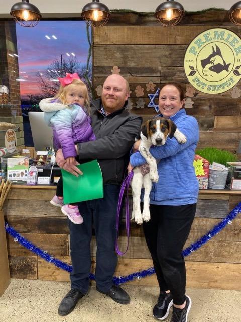 Enlarge Prancer, a Adopted mixed breed in West Bloomfield, MI image 3/3