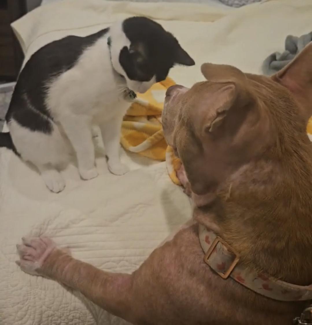 Enlarge Matilda "Tilly", a Adoptable mixed breed in Scottsdale, AZ image 2/2