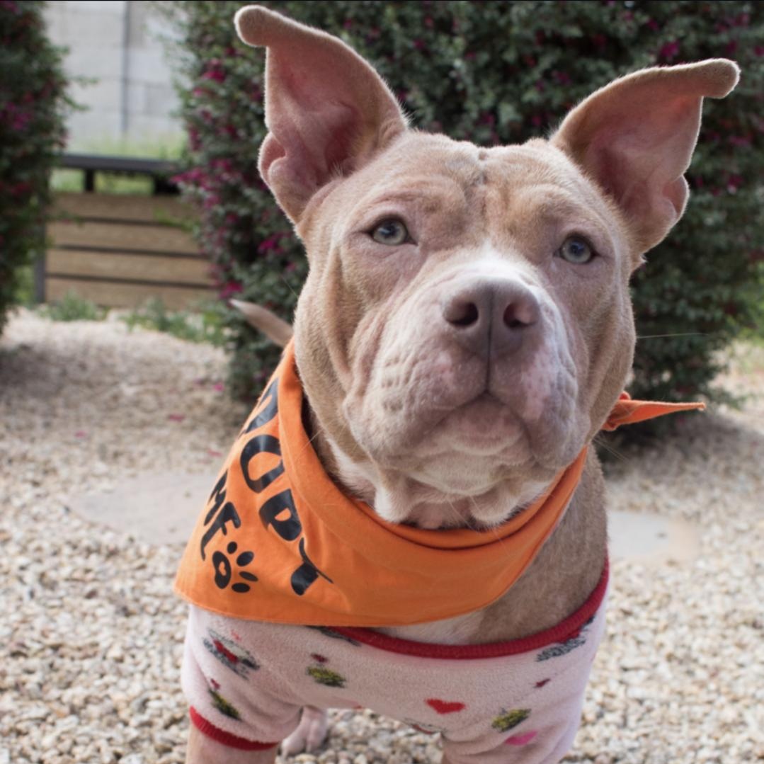 Matilda "Tilly", Adoptable, Adult Female American Staffordshire Terrier.