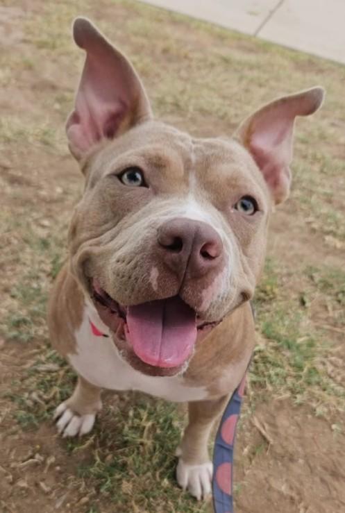 Enlarge Matilda "Tilly", a Adoptable mixed breed in Scottsdale, AZ image 1/2