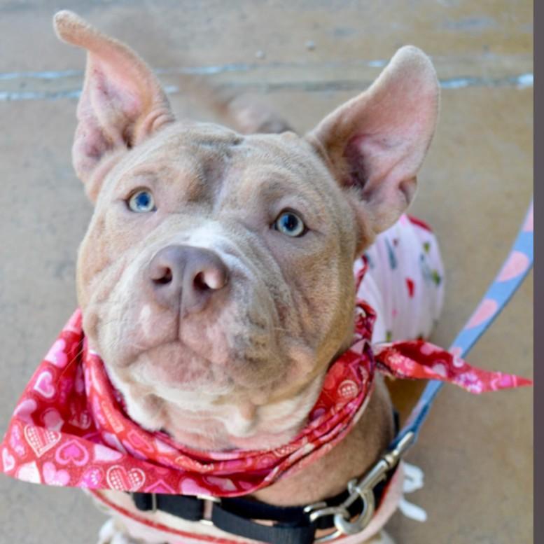 Enlarge Matilda "Tilly", a Adoptable mixed breed in Scottsdale, AZ image 2/2