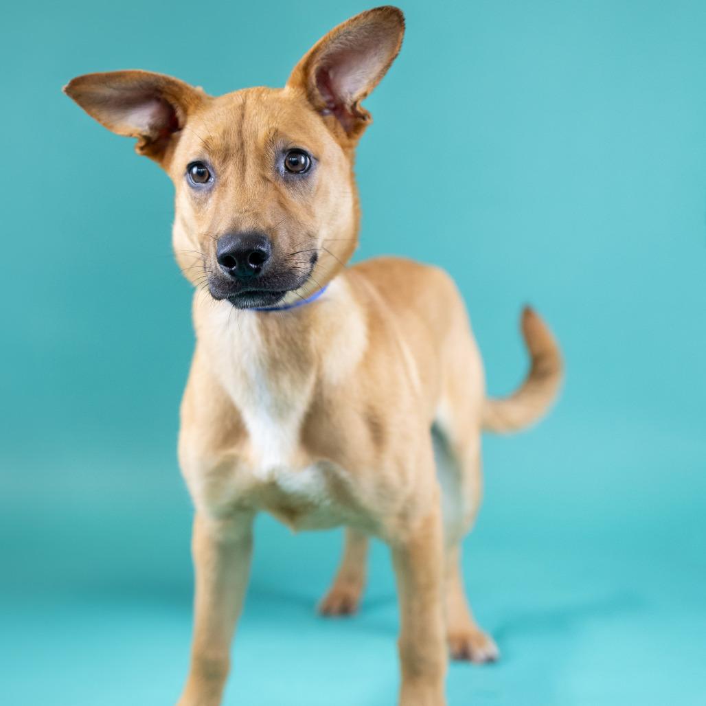 Tundra, a Adoptable Mixed Breed in Portland, OR image 2/3
