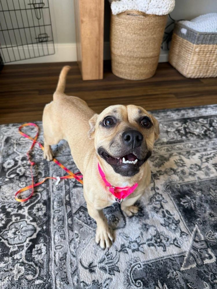 Enlarge Meredith, a Adoptable mixed breed in Saugus, MA image 1/3