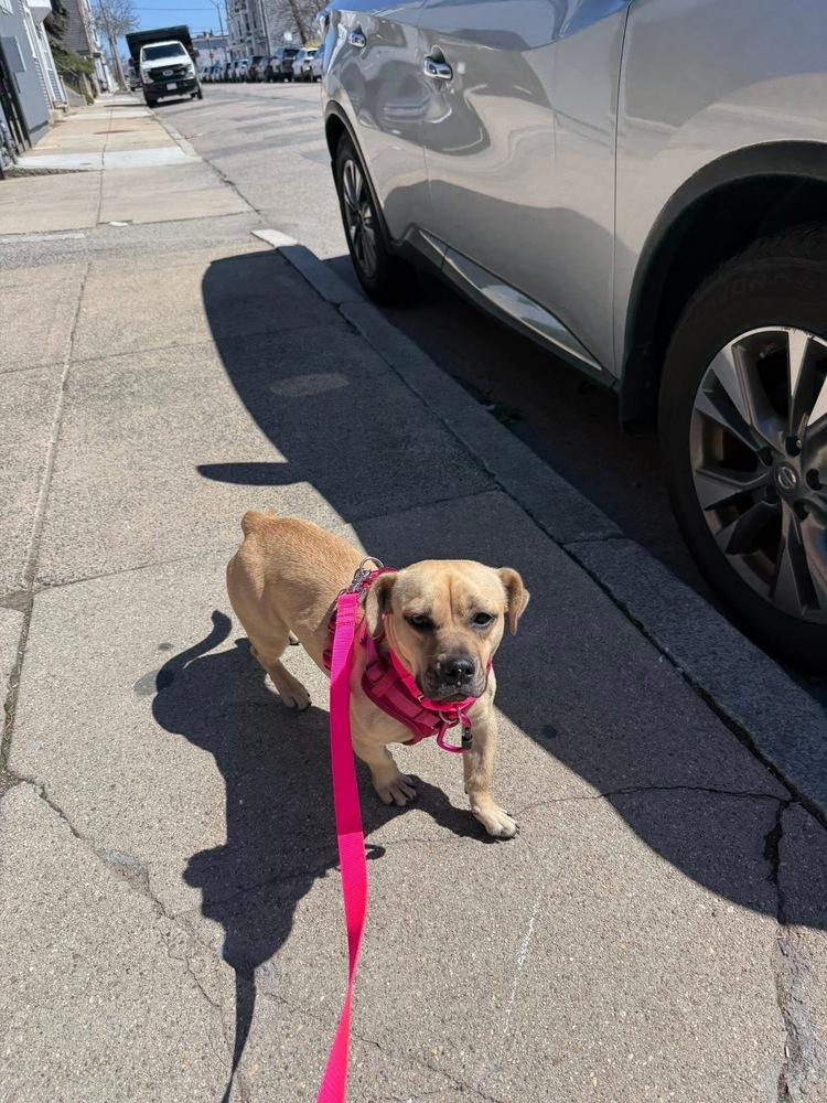 Enlarge Meredith, a Adoptable mixed breed in Saugus, MA image 2/3