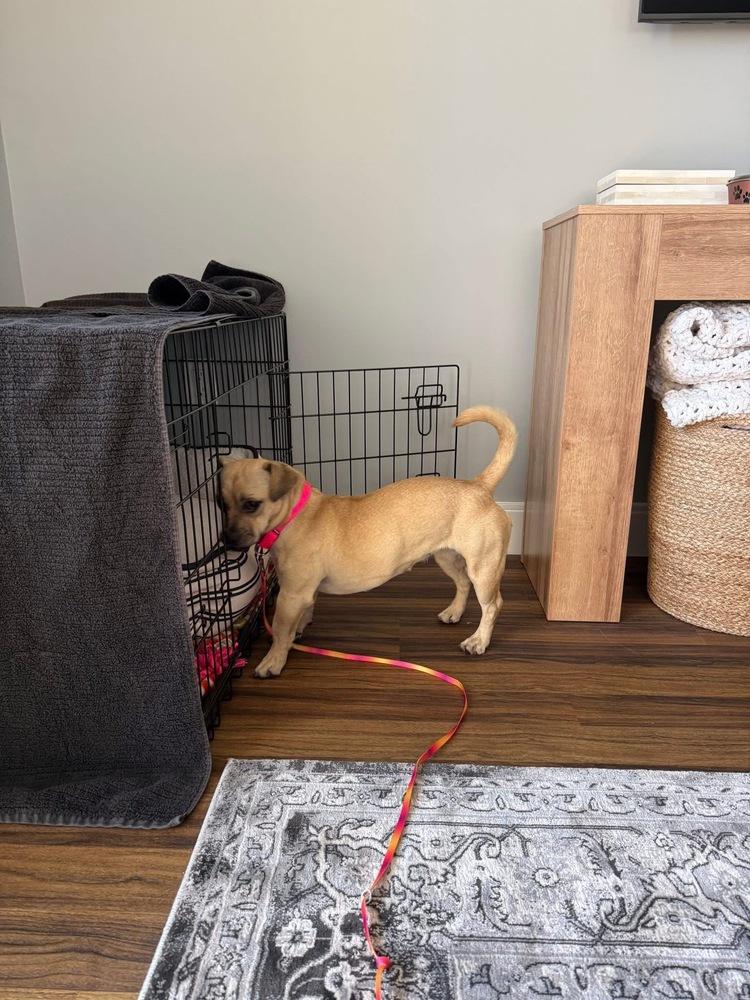 Enlarge Meredith, a Adoptable mixed breed in Saugus, MA image 3/3