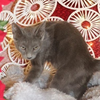 Orion, Adult Male Domestic Short Hair