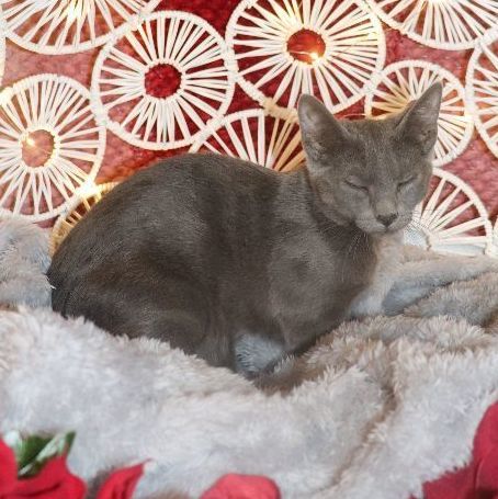 Enlarge Orion, a Adoptable Domestic Short Hair in Carneys Point, NJ image 2/2