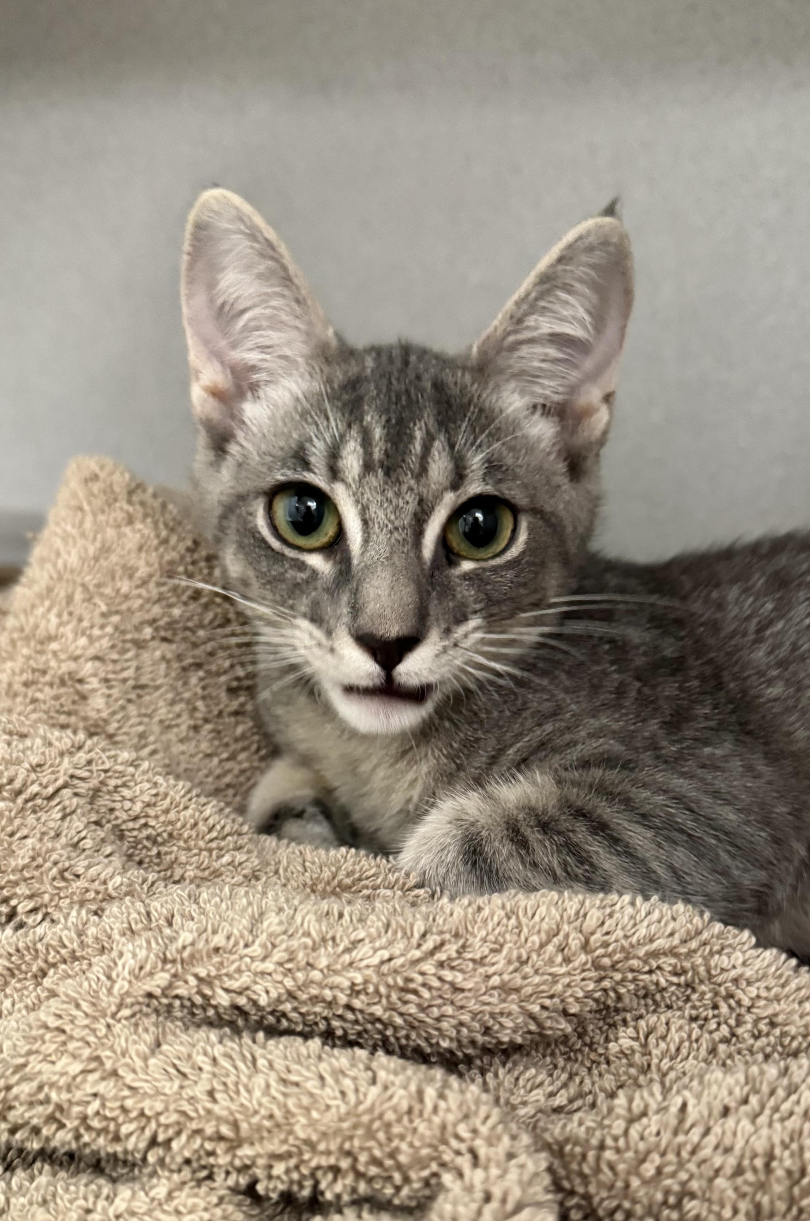-Sunny, ADOPTABLE, Kitten Female Tabby & Domestic Short Hair.