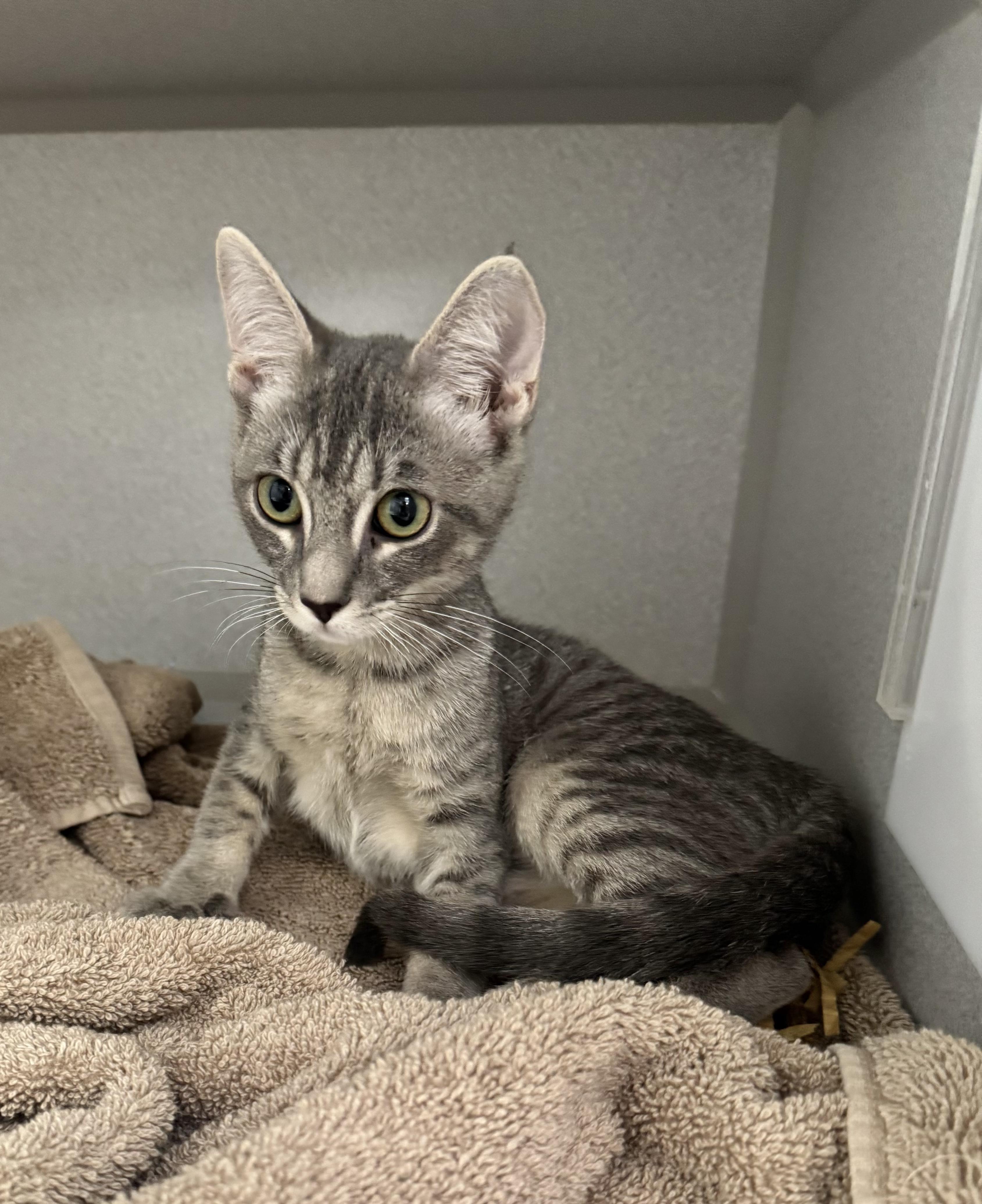 Enlarge -Sunny, a ADOPTABLE mixed breed in Red Bluff, CA image 2/6