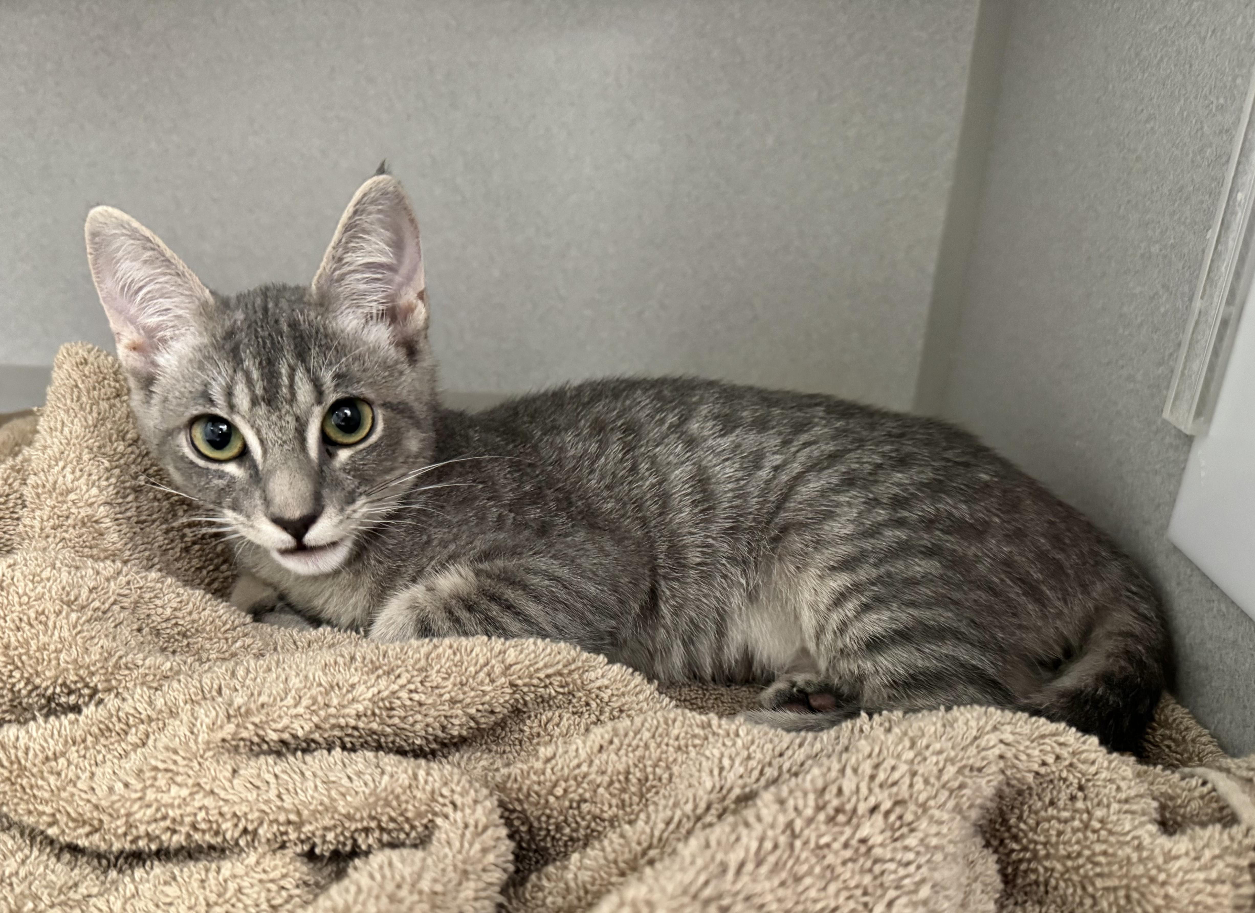 Enlarge -Sunny, a ADOPTABLE mixed breed in Red Bluff, CA image 3/6